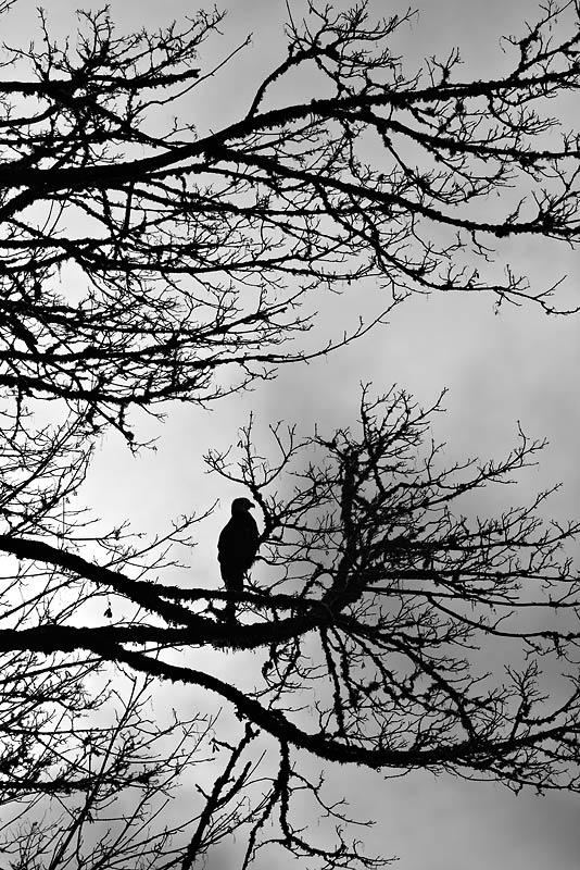 Silhouette