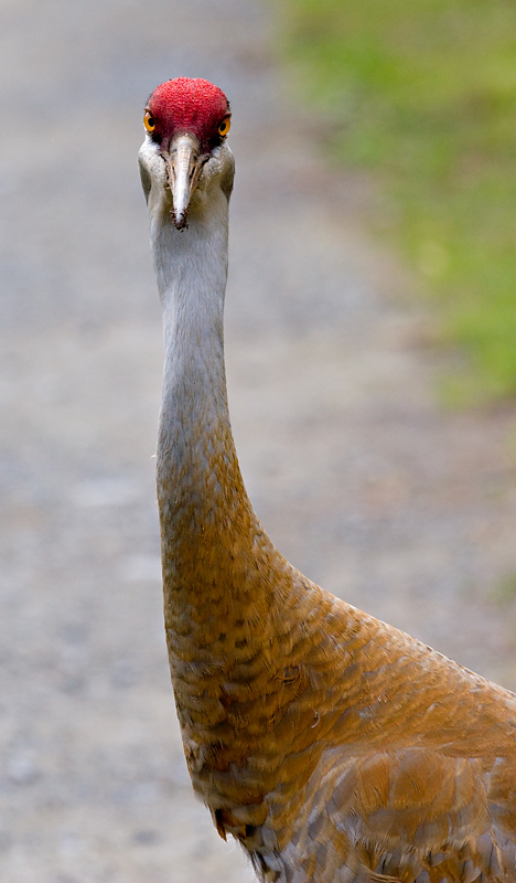 Sand Hill Crane