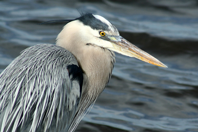 Great Blue