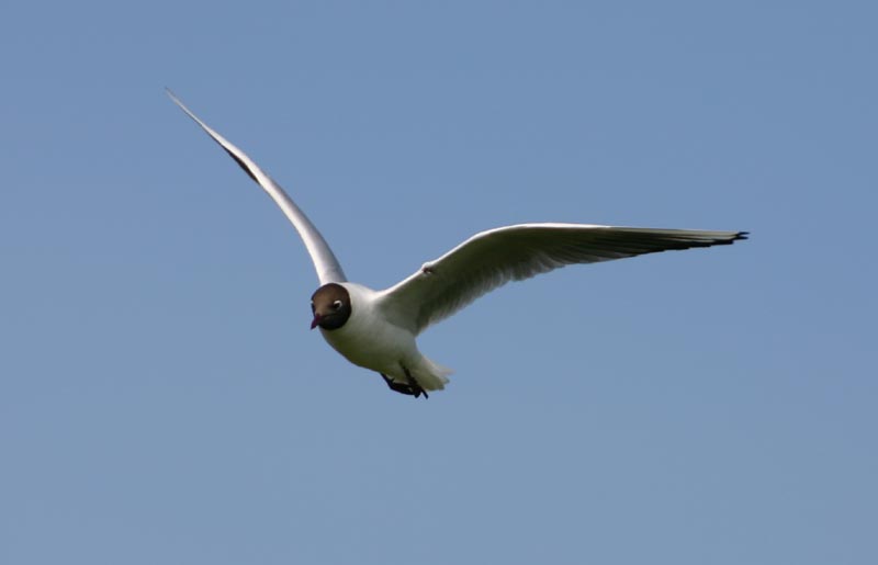 tern