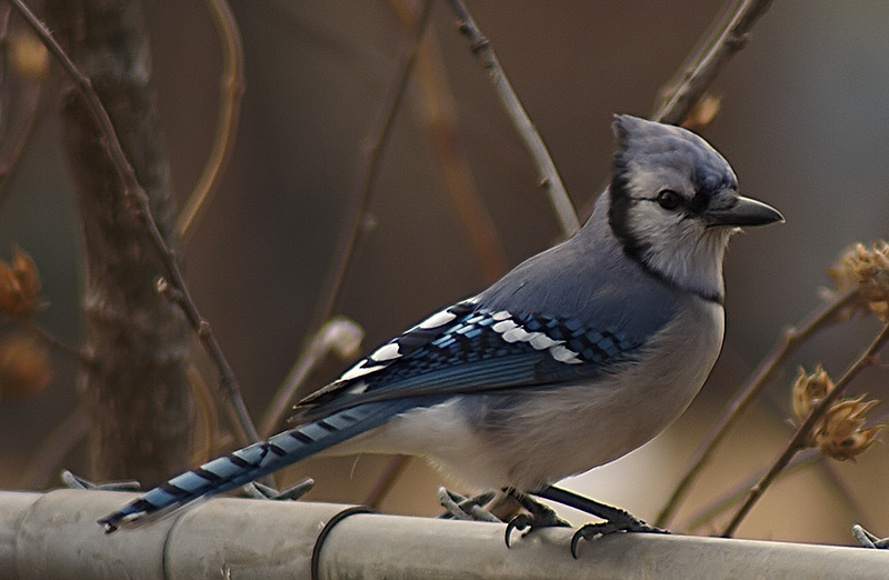 7th - Bluejay On Fence by Troy