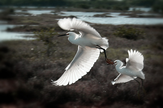 Morning Flight