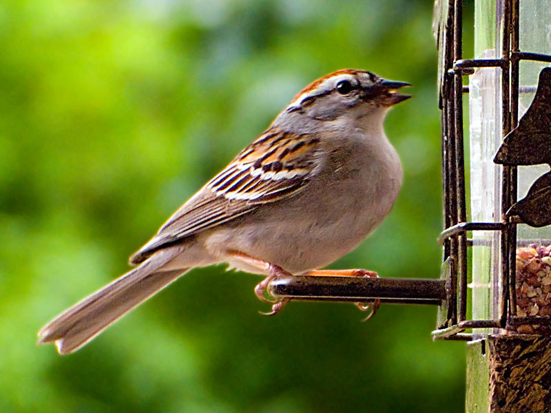 Chipping Sparrow