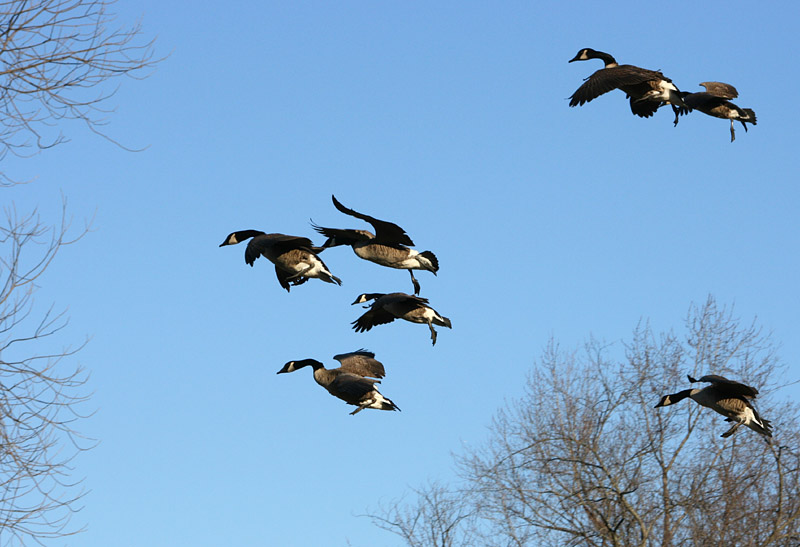 Geese Landing