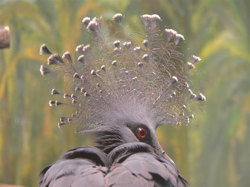 punk*