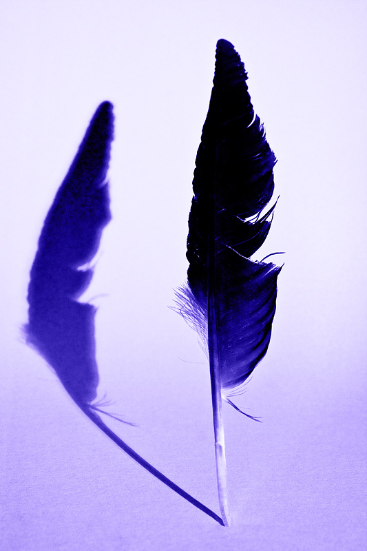 The Black Feather