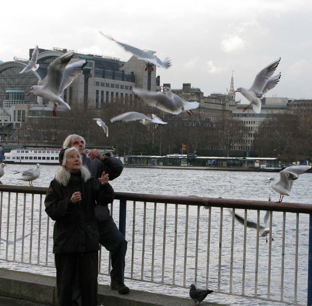 Seagulls South Bank.JPG