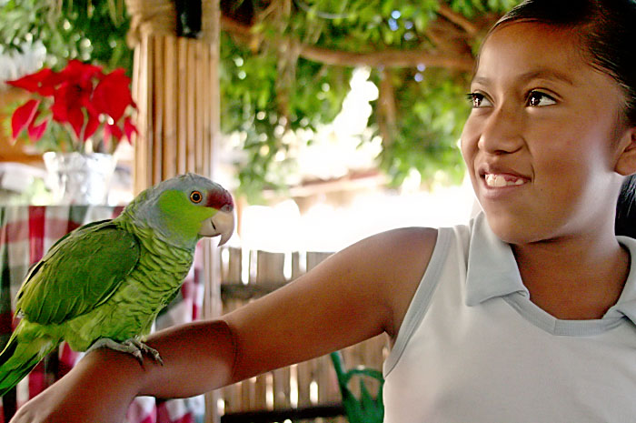 Parrot