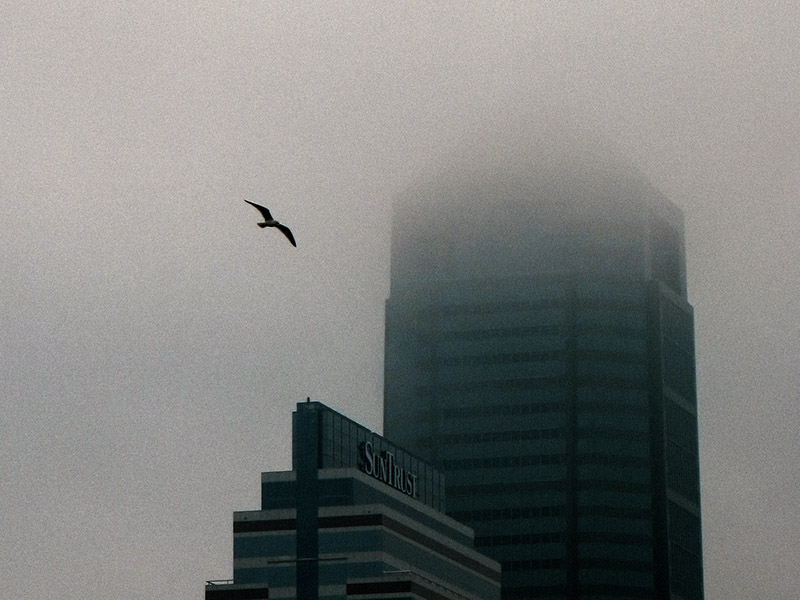Bird Downtown