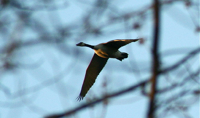 Goose at Sunset