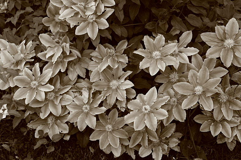 flowers!