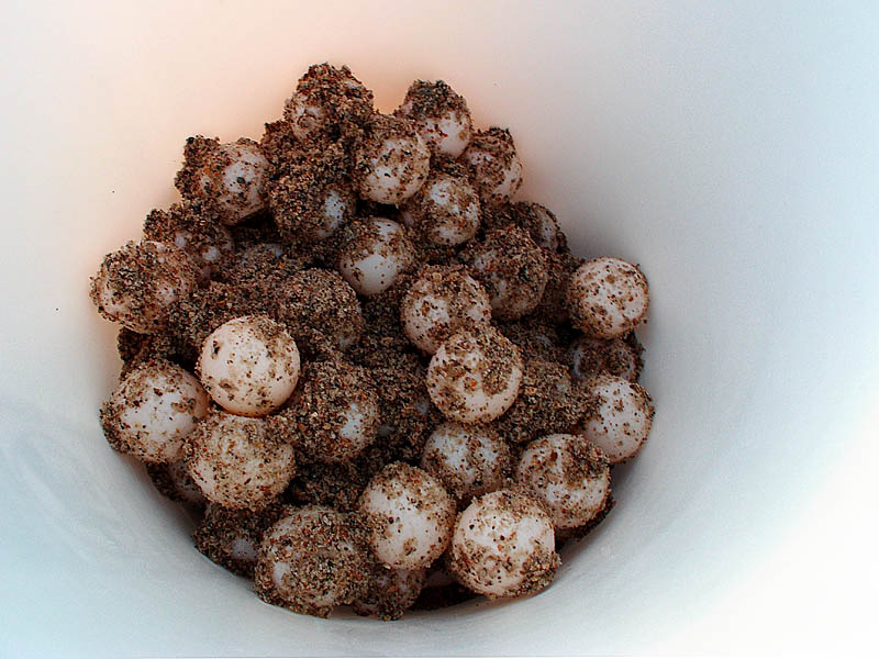 Turtle Eggs