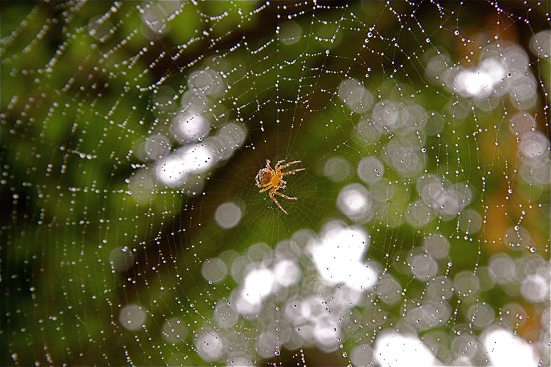 spiderweb II