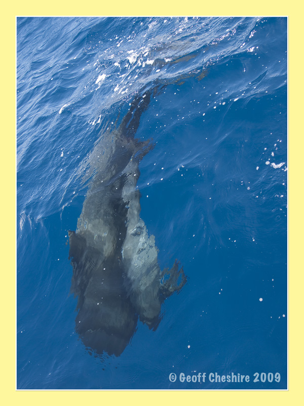 Pilot Whale watching - mum and child