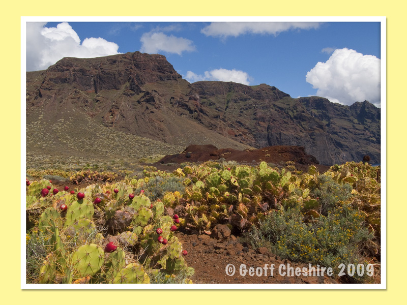 Flowers and hills of Teno
