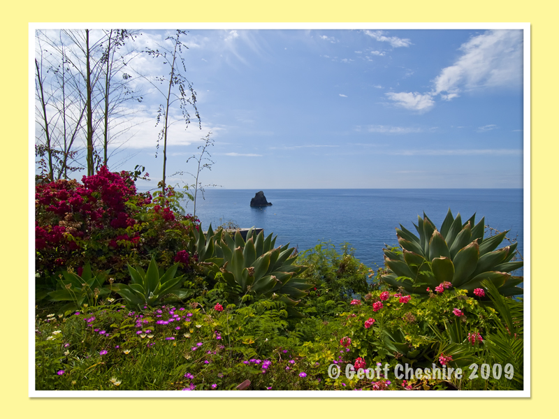 Flora of Madiera (6)