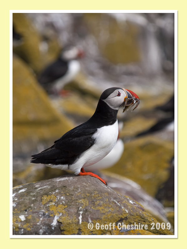 Puffins on the Farne Isles (3)