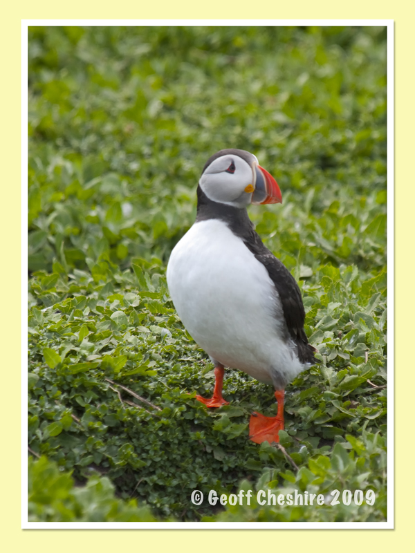 Puffins on the Farne Isles (4)