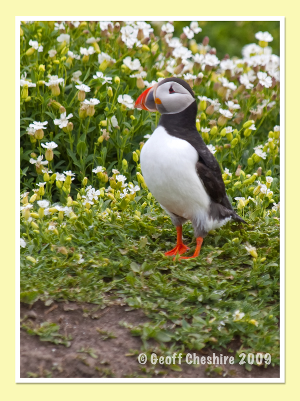 Puffins on the Farne Isles (5)