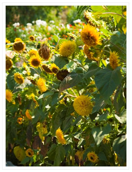 Sunflowers