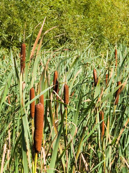 Bull rushes