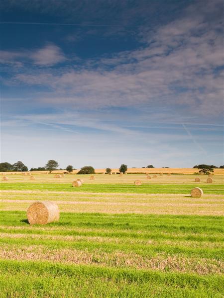 The autumn harvest
