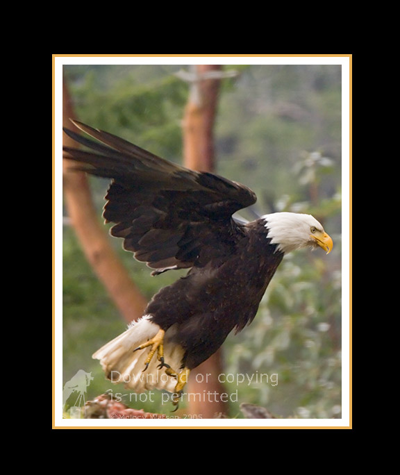 Eagle