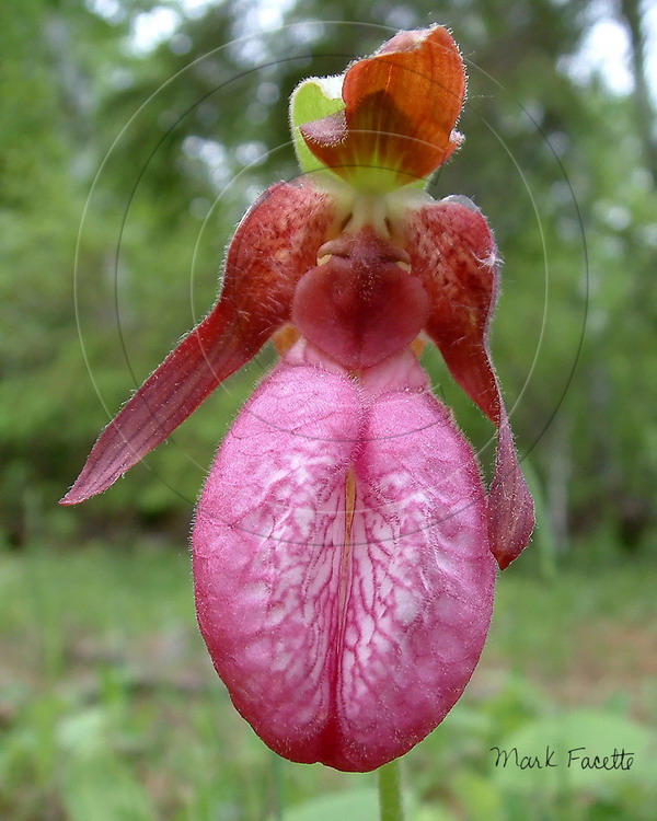 The Lady  (ladyslipper)