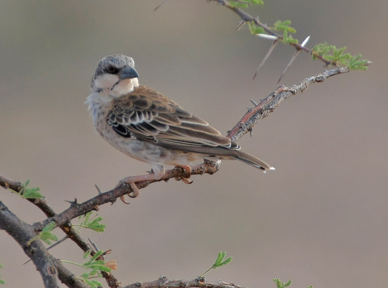 Donaldson-Smiths Sparrow-Weaver