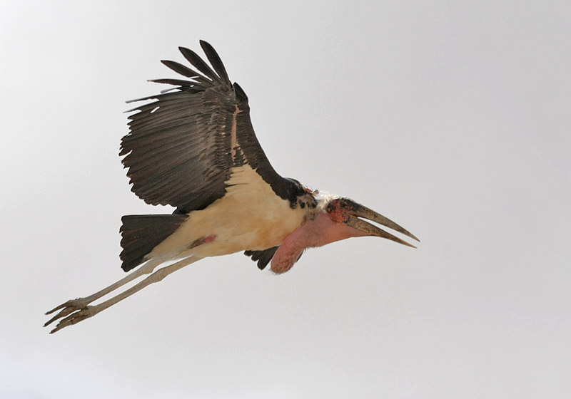 Marabou Stork