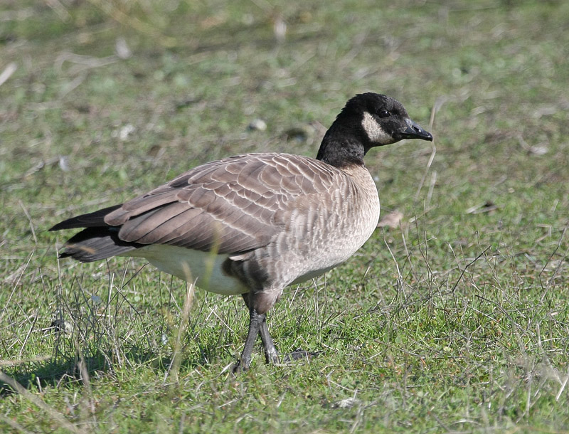 091101 Goose 5476.jpg