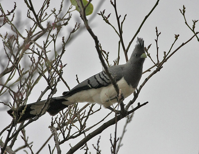 White-bellied Go-away-bird