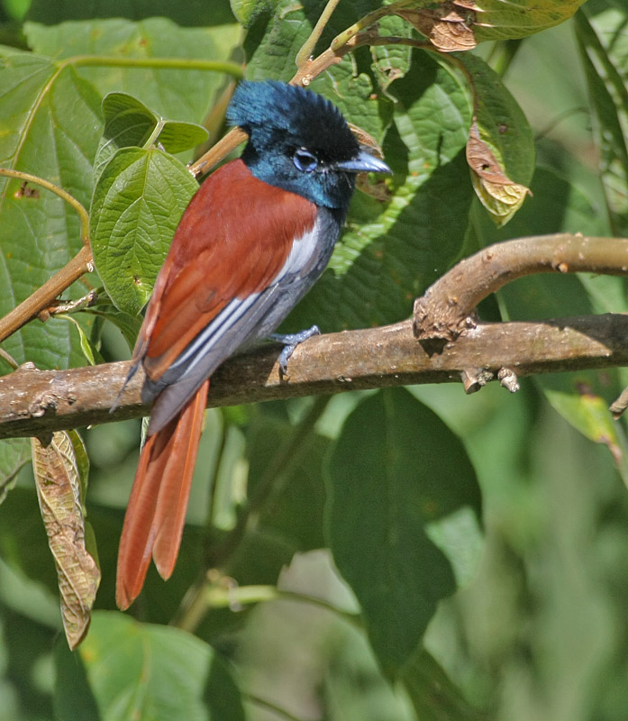 African Paradise-Flycatcher