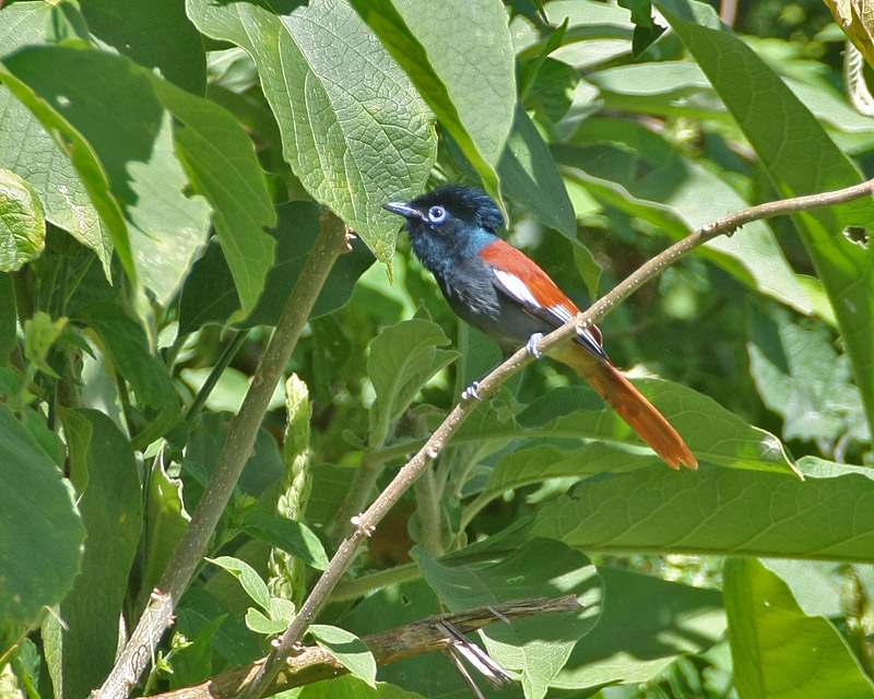 African Paradise-Flycatcher