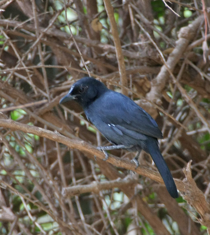 Slate-colored Boubou