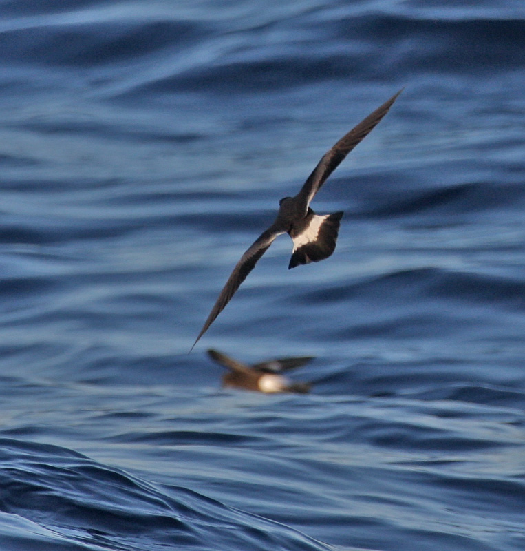 band rumped storm petrel band rumped storm petrel