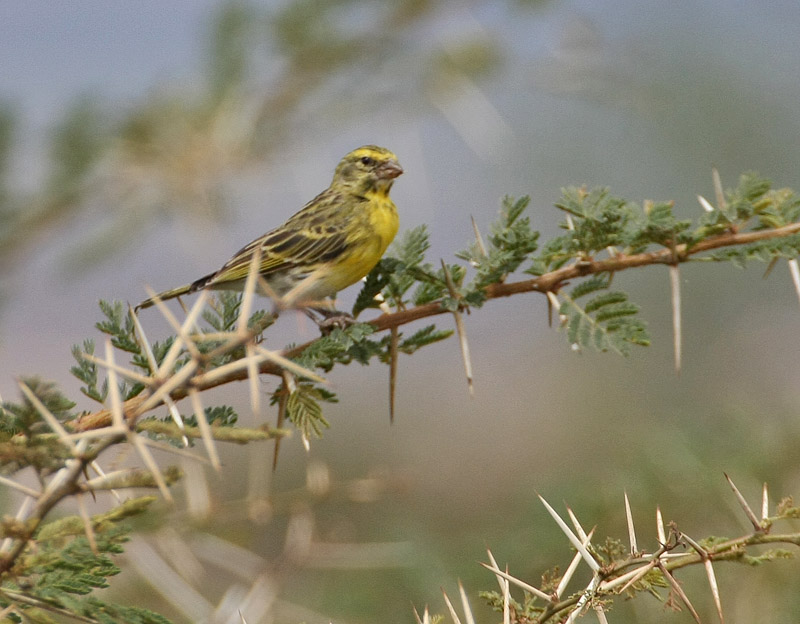 White-bellied Canary