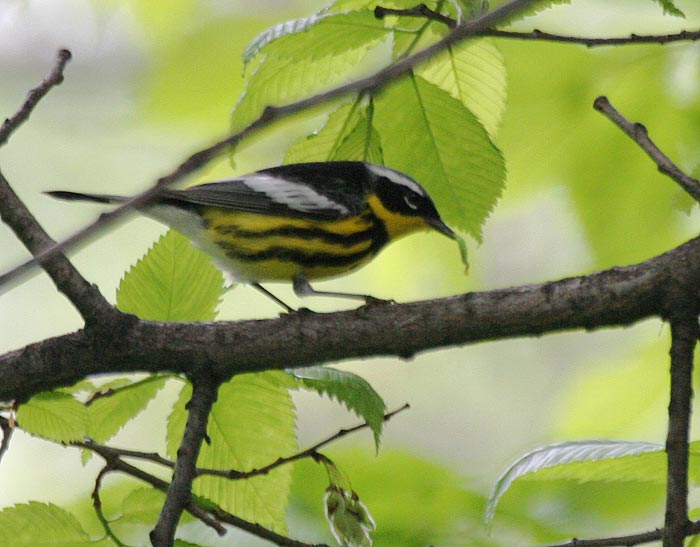 Magnolia Warbler