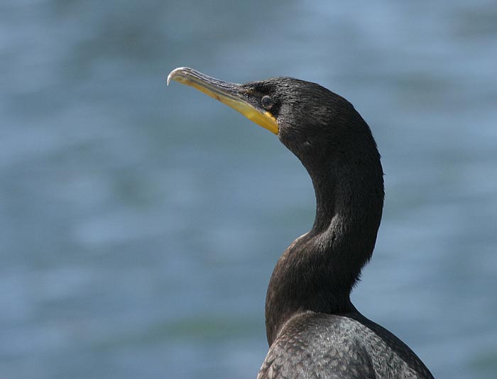 Double-crested Cormorant