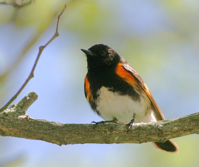 American Redstart