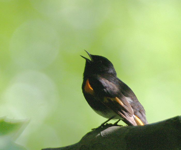 American Redstart