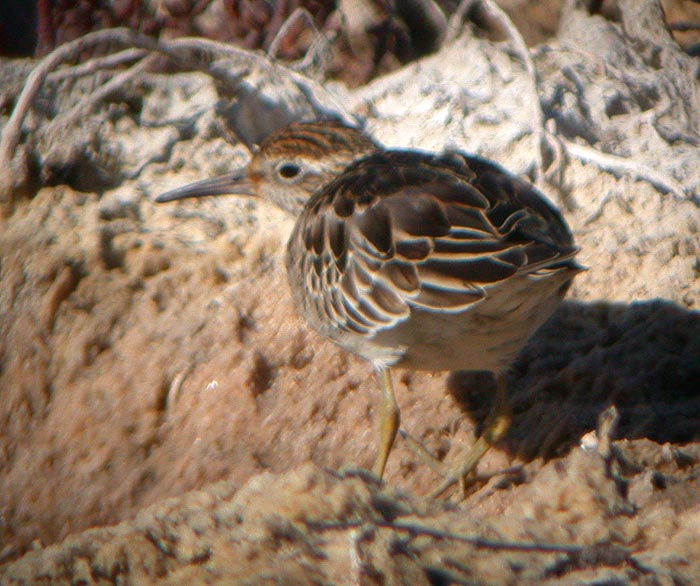 Sharp-tailed Sandpiper