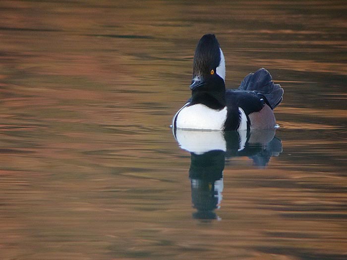 Hooded Merganser