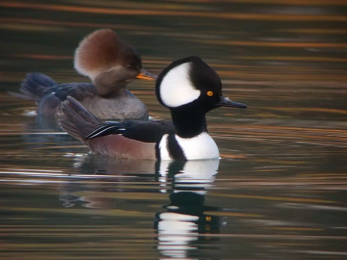 Hooded Merganser