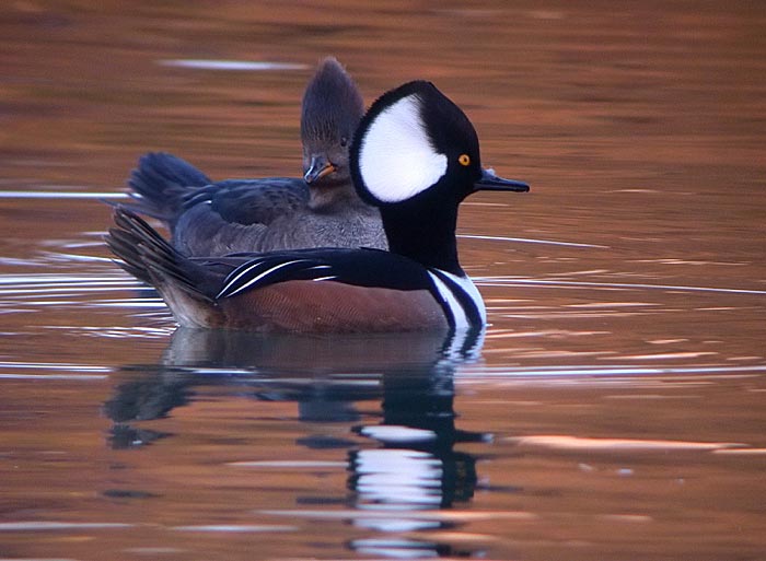 Hooded Merganser