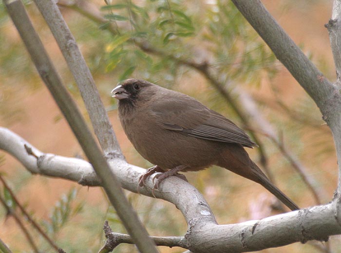 Aberts Towhee