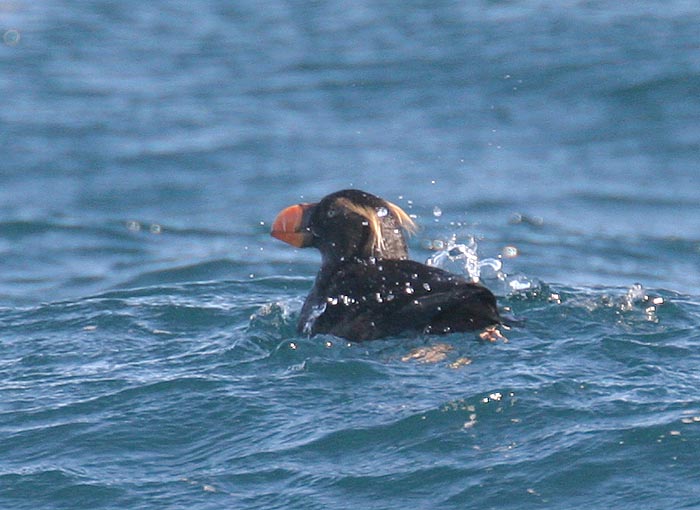 Tufted Puffin