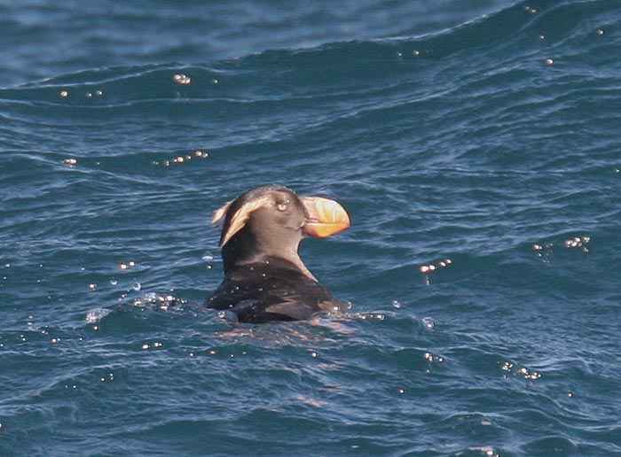 Tufted Puffin