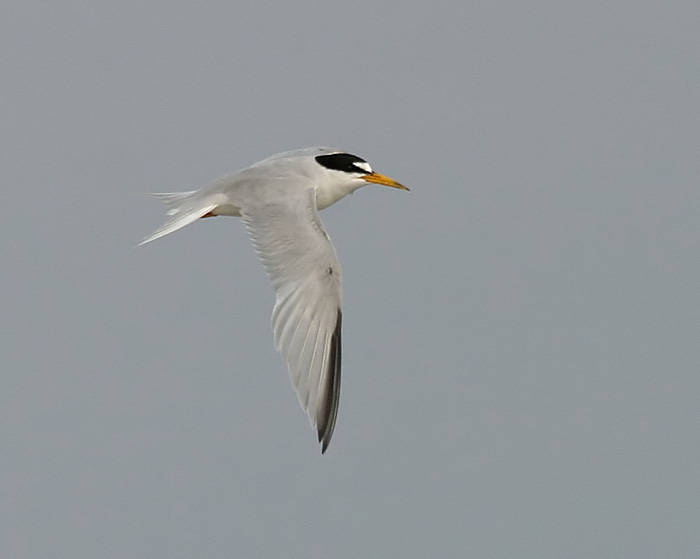 Least Tern (Atlantic)
