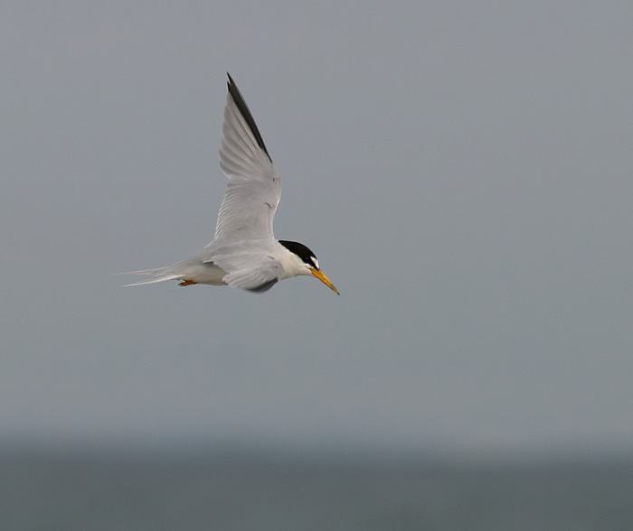 Least Tern (Atlantic)
